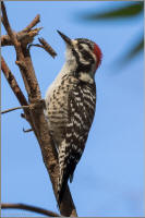 nutall's woodpecker